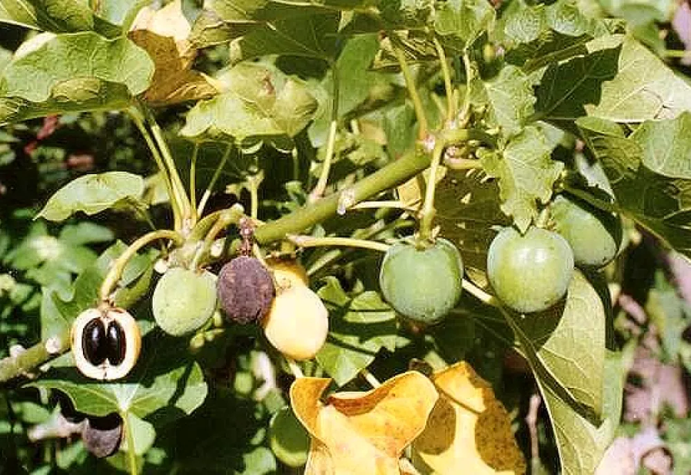 Jatropha curcas open fruit with mature seeds in Mali, West Africa.