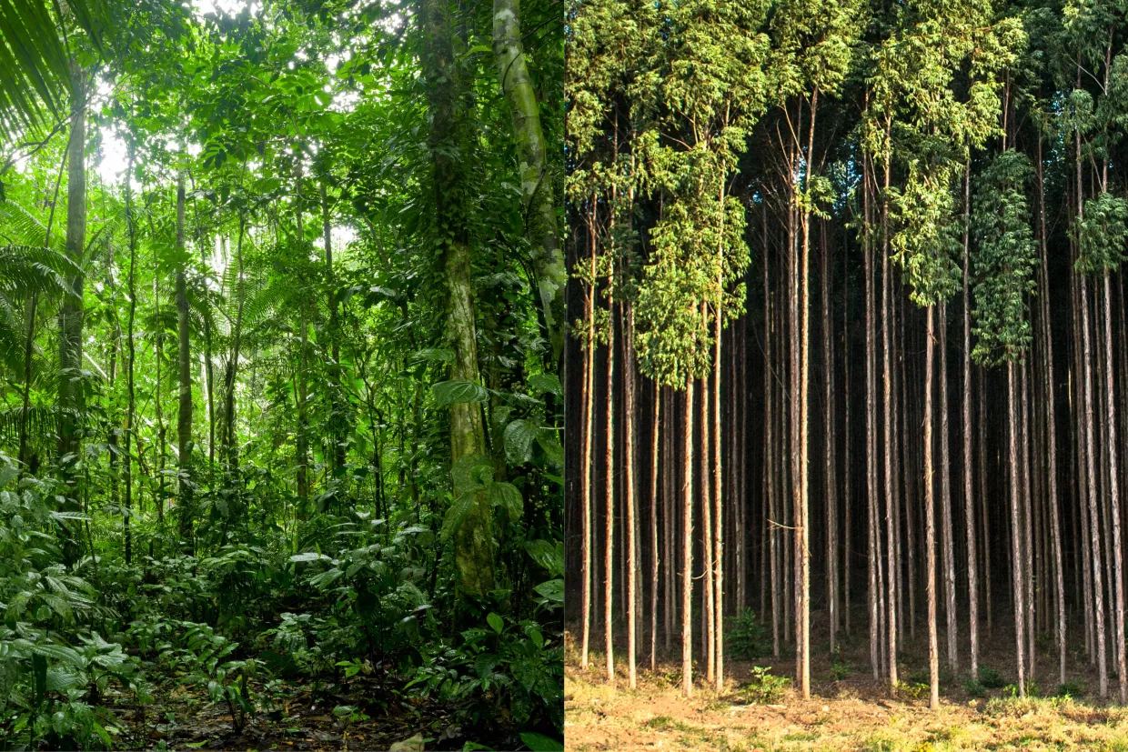 Lush Amazon rainforest juxtaposed against a monoculture stand of non-native eucalyptus trees in Brazil.