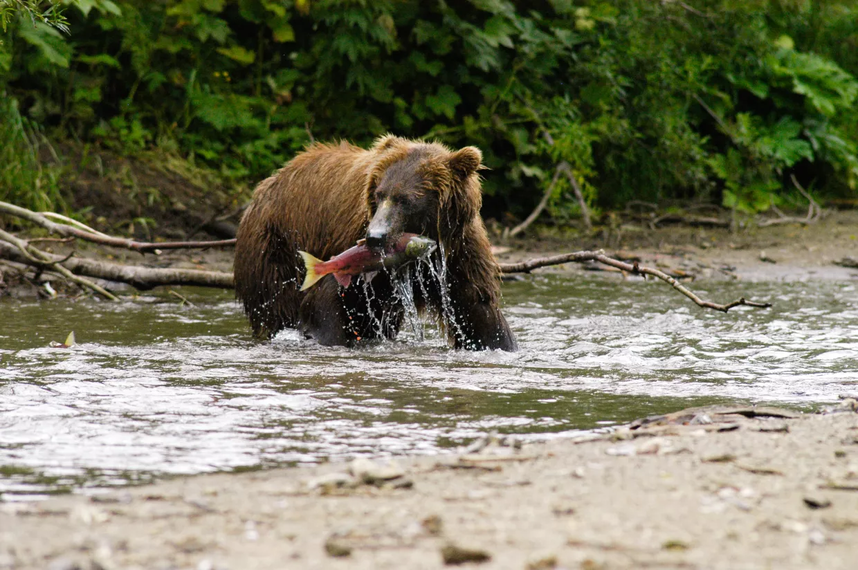 Kamchatka brown bear fishes for salmon in a river.