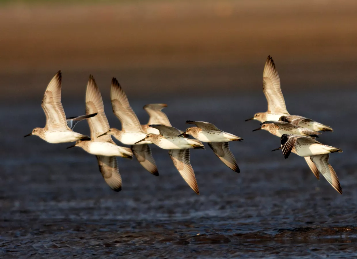 A group of Great Knots skim across water at sunset.