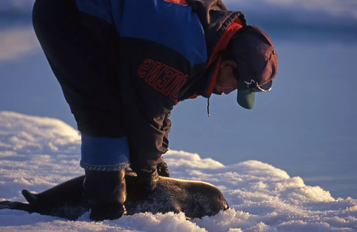 An Inuit hunter captures a ring seal in Mittimatalik (Pond Inlet), Nunavut, Canada