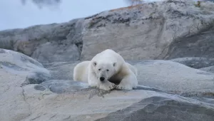 a polar bear rests on a boulder in Svalbard