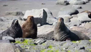 Three fur seals on the rocky shore of St. Paul, Alaska. 