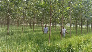 Farmers showing their paddy and poplar trees based agroforestry, Haryana, India