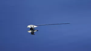 northern fulmar skims across water