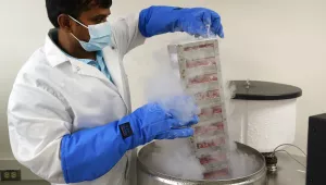 Researcher Dr. Ramachandran Prakasam pulls stem cells out of a nitrogen tank 