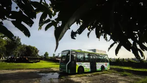 bus that runs on green hydrogen, framed by leaves