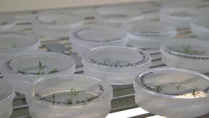 Petri dishes with citrus seedlings are used for gene editing research at the University of Florida.