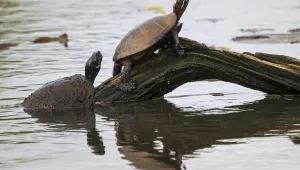 A couple of turtles get a bit of sun at the Kenilworth Aquatic Gardens in Washington on April 22, 2019.