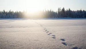 footprints in the snow
