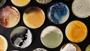 Petri dishes containing Streptomyces, an antibiotic-producing genus.