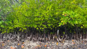 mangrove roots