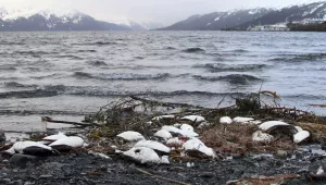 dead common murres lie washed up on a rocky beach