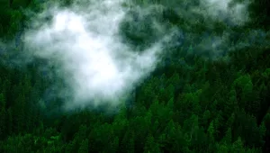Clouds over forest