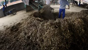 Workers shovel waste from a wheat farm into a prototype for a biomass machine