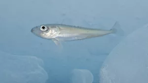 juvenile Arctic cod