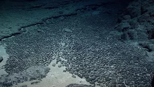 A field of manganese nodules off the coast of Hawaii