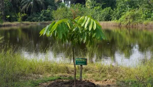 A recently planted African Mahogany tree grows at the Lufasi Park Lake Nora 