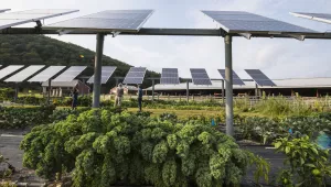 NREL researchers survey a photovoltaic dual-use research project, simultaneously growing crops under PV Arrays 