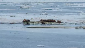 herd of walrus on ice floe