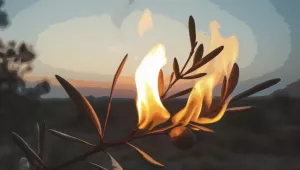 Burning Olive Branch