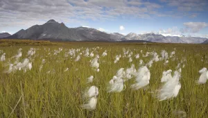 Arctic National Wildlife Refuge