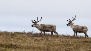 Two Teshekpuk Caribou in the National Petroleum Reserve in Alaska