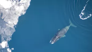 A bowhead whale swims through blue water toward ice.