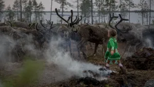 In this photo taken on Monday, July 11, 2016, Margarita Moltanova, 5, plays with reindeers in the family traditional reindeer herding camp in Russia's northern Yamal Region.