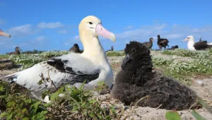 George, a short-tailed albatross (left), and his chick (right) at Midway Atoll National Wildlife Refuge. 