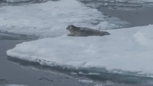 A bearded seal rests on sea ice, north of Svalbard.