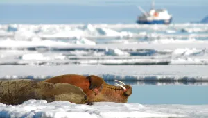 Two walruses rest on sea ice near Svalbard, Norway. 