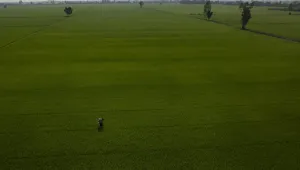 Rice Fields in Long An Province, South Vietnam 