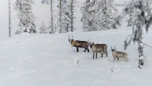 In this Wednesday, Nov. 27, 2019 photo, reindeer roam the forest close to a weather station near Kiruna, Sweden. 