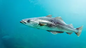 A cod fish swimming in blue water.