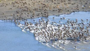 Members of the Western Arctic Caribou herd cross the Kukpuk River as the herd slowly starts their migration towards the Brooks Range in early July. Western Arctic, Alaska. (c) Florian Schulz