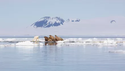a polar bear approaches a group of walruses on an ice floe