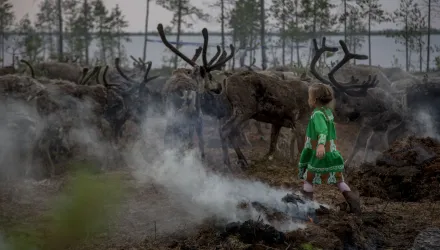 In this photo taken on Monday, July 11, 2016, Margarita Moltanova, 5, plays with reindeers in the family traditional reindeer herding camp in Russia's northern Yamal Region.