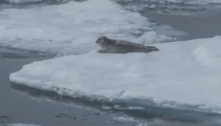 A bearded seal rests on sea ice, north of Svalbard.