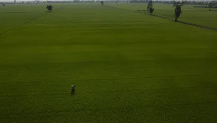 Rice Fields in Long An Province, South Vietnam 