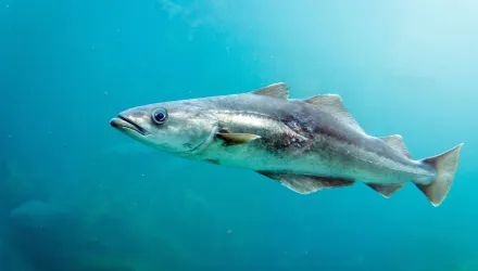 A cod fish swimming in blue water.