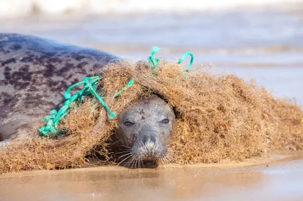 A seal tangled in marine litter.