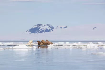 A polar bear confronts a group of walruses on sea ice.