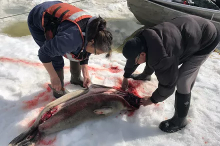Two people butcher a seal on ice.