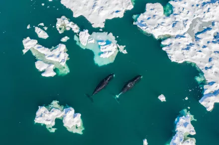 Aerial view of bowhead whales passing by sea ice.