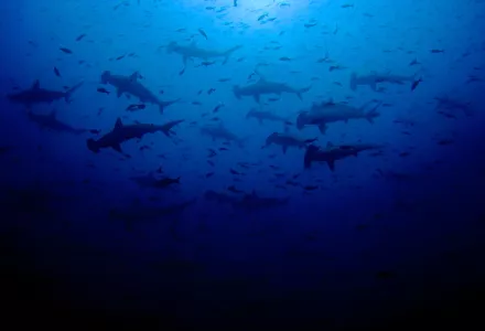 A school of scalloped hammerhead sharks