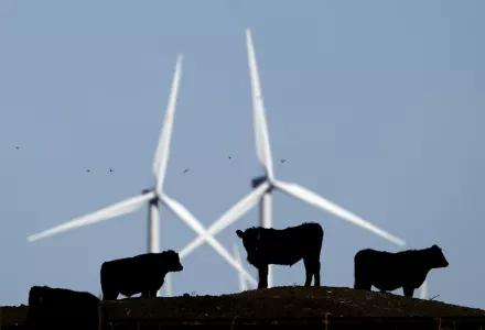 Cattle graze in a pasture against a backdrop of wind turbines which are part of the 155-turbine Smoky Hill Wind Farm near Vesper, Kansas. 
