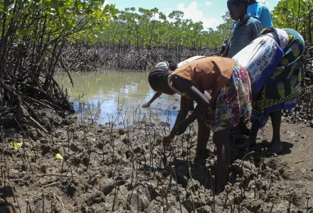 People plant mangroves during a community exercise to restore their habitat in Mtwapa, on the Indian Ocean coast of Kenya, Wednesday, April 13, 2022. In a bid to protect coastal communities from climate change and encourage investment, African nations are increasingly turning to mangrove restoration projects.