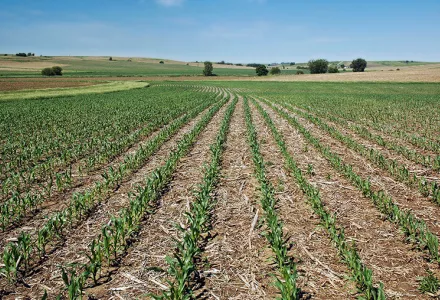 No-till corn farming in Iowa