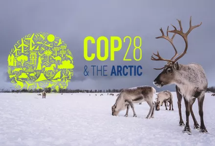 Reindeer grazing in the snow